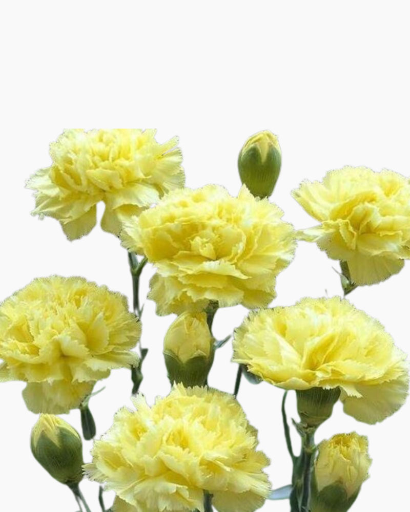  Cẩm Chướng Đơn - HCC25 