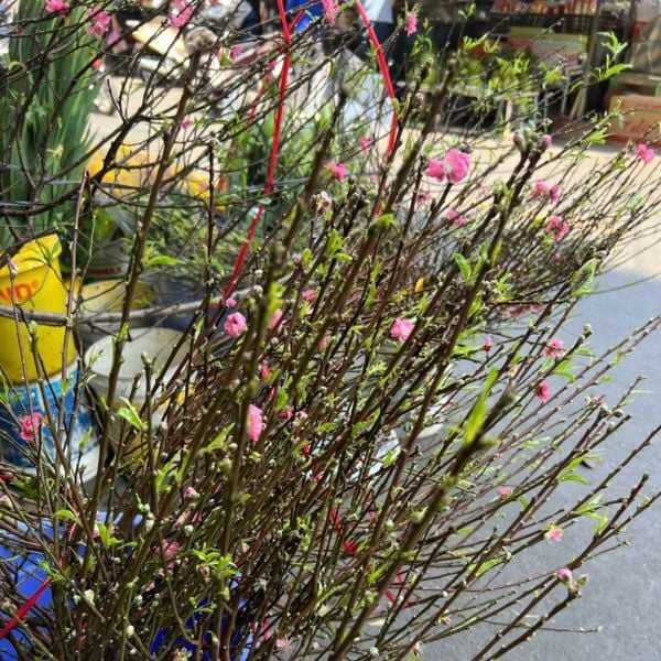 Cành Đào Bắc - HCC19