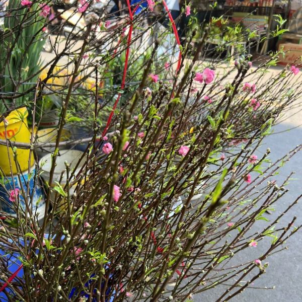 Cành Đào Bắc - HCC19