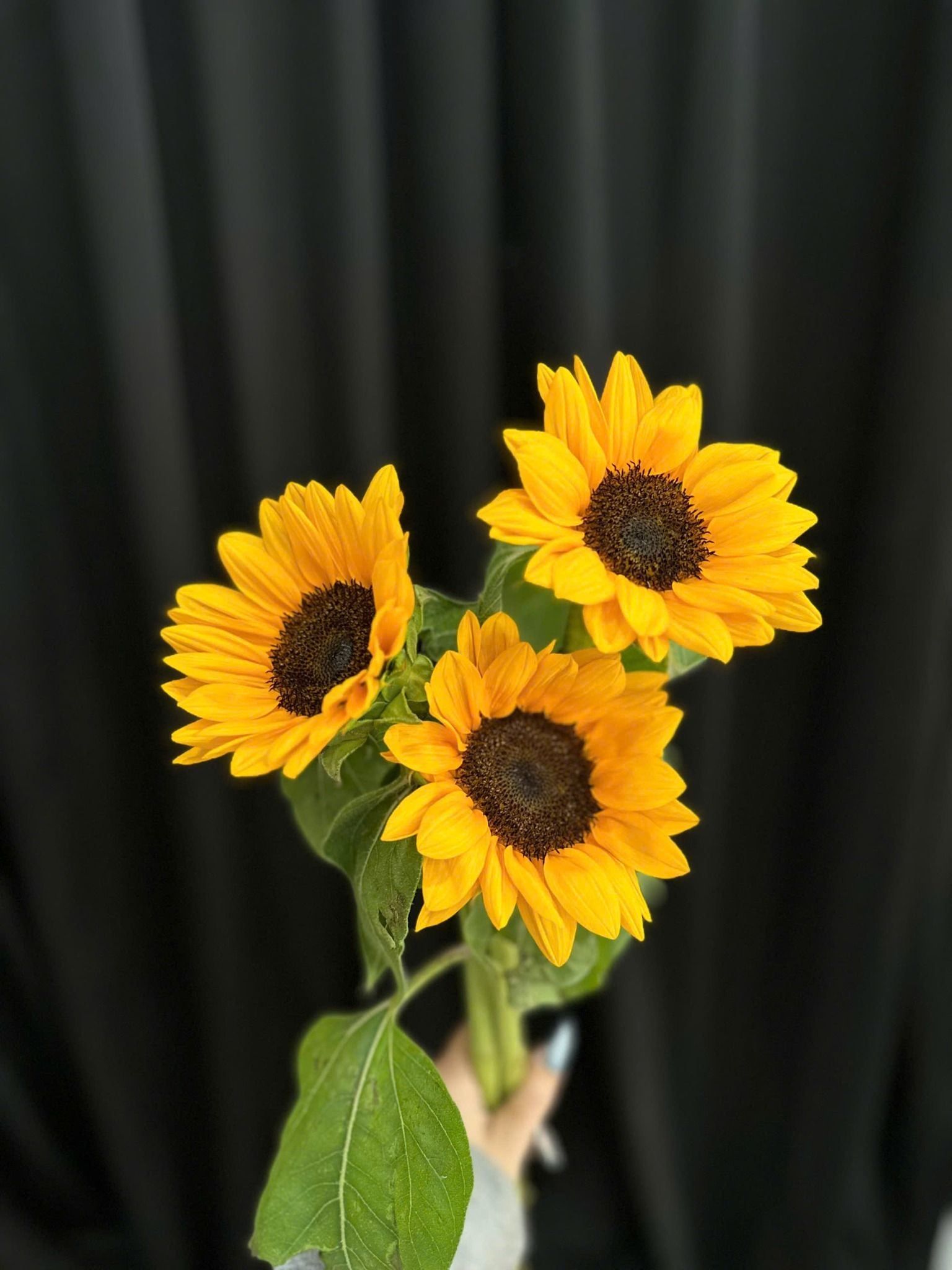  Hoa Hướng Dương - HCC07 