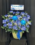  Hoa cắm Hộp Sắc Xanh Hy Vọng - HCH145 