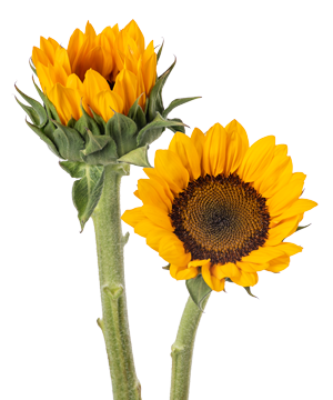  Hoa Hướng Dương - HCC07 