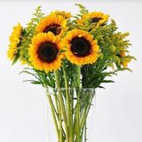  Hoa Hướng Dương - HCC07 