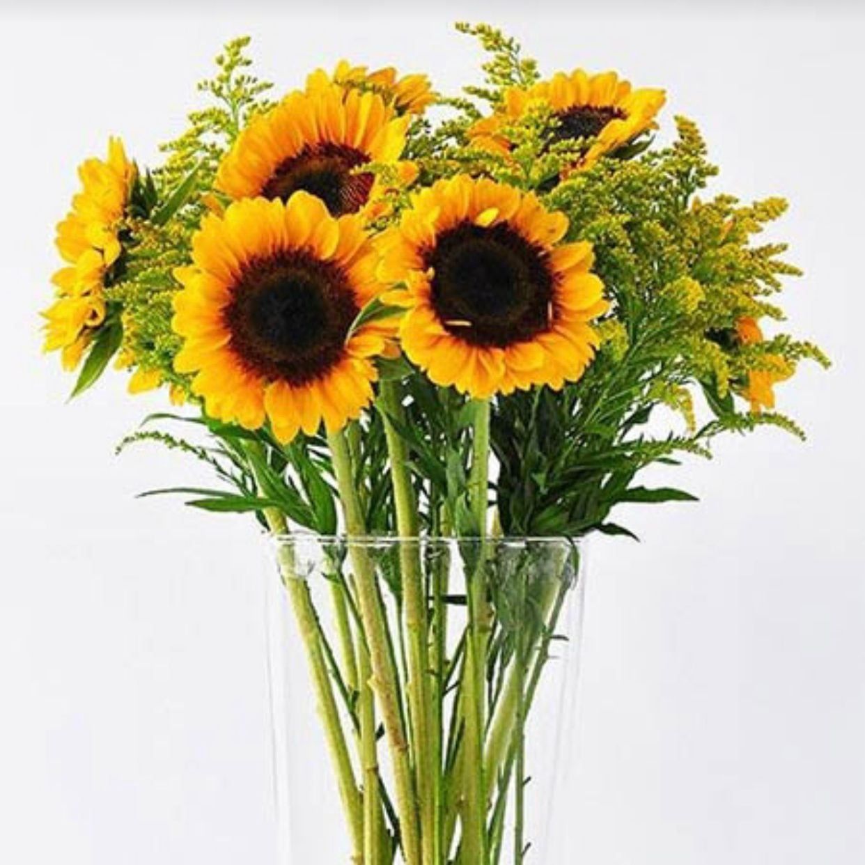  Hoa Hướng Dương - HCC07 