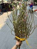  Cành Đào Bắc - HCC19 