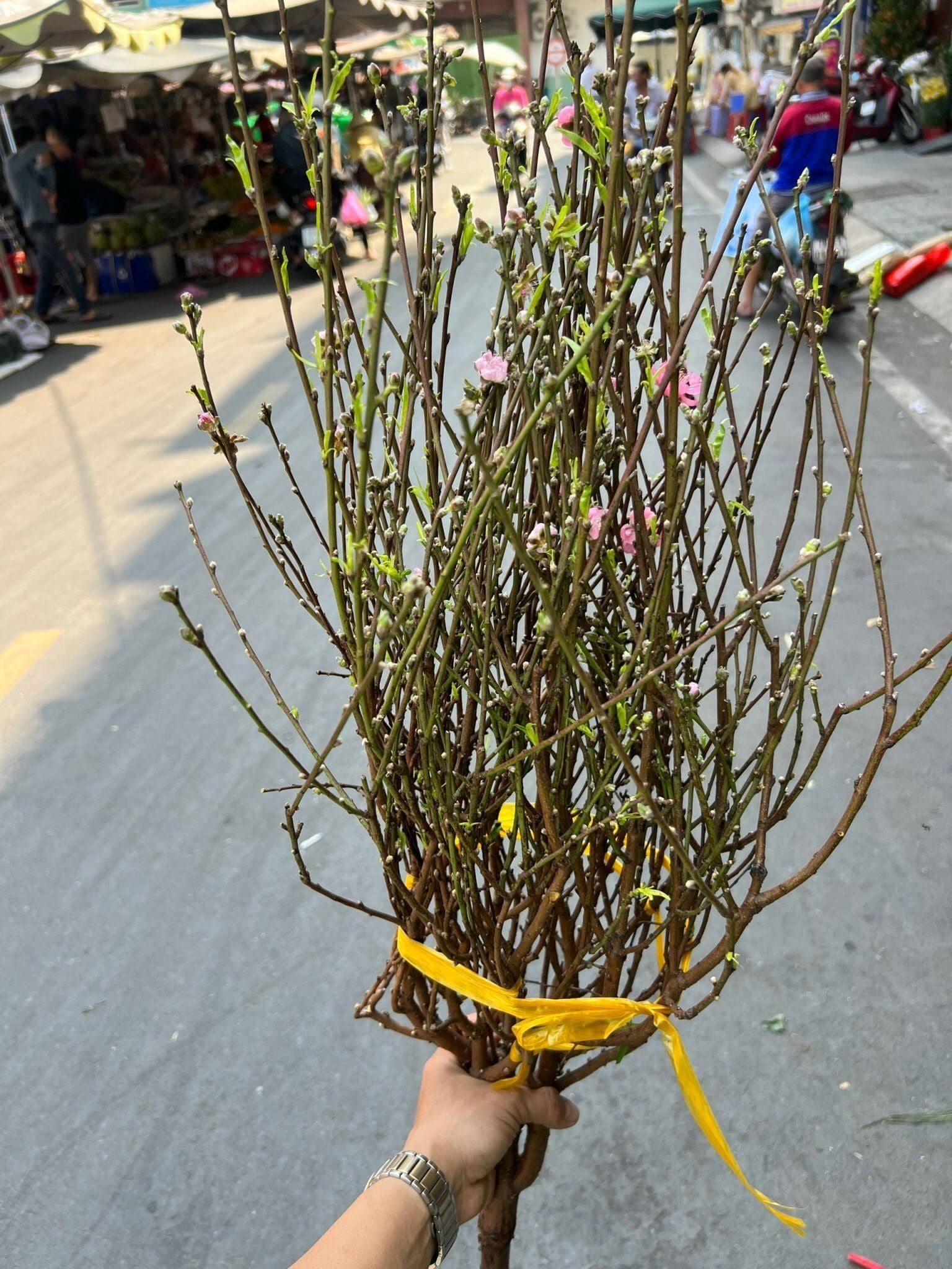  Cành Đào Bắc - HCC19 