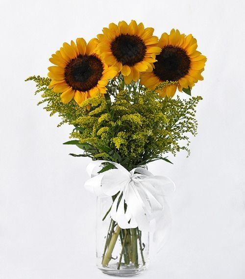  Hoa Hướng Dương - HCC07 