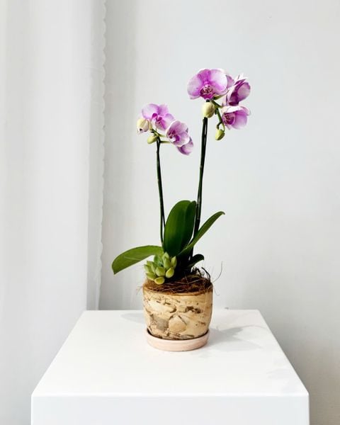 Chậu Lan Hồ Điệp Tím Nhỏ Dịu Êm - LHD100