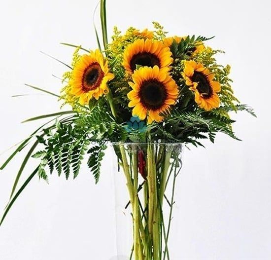  Hoa Hướng Dương - HCC07 