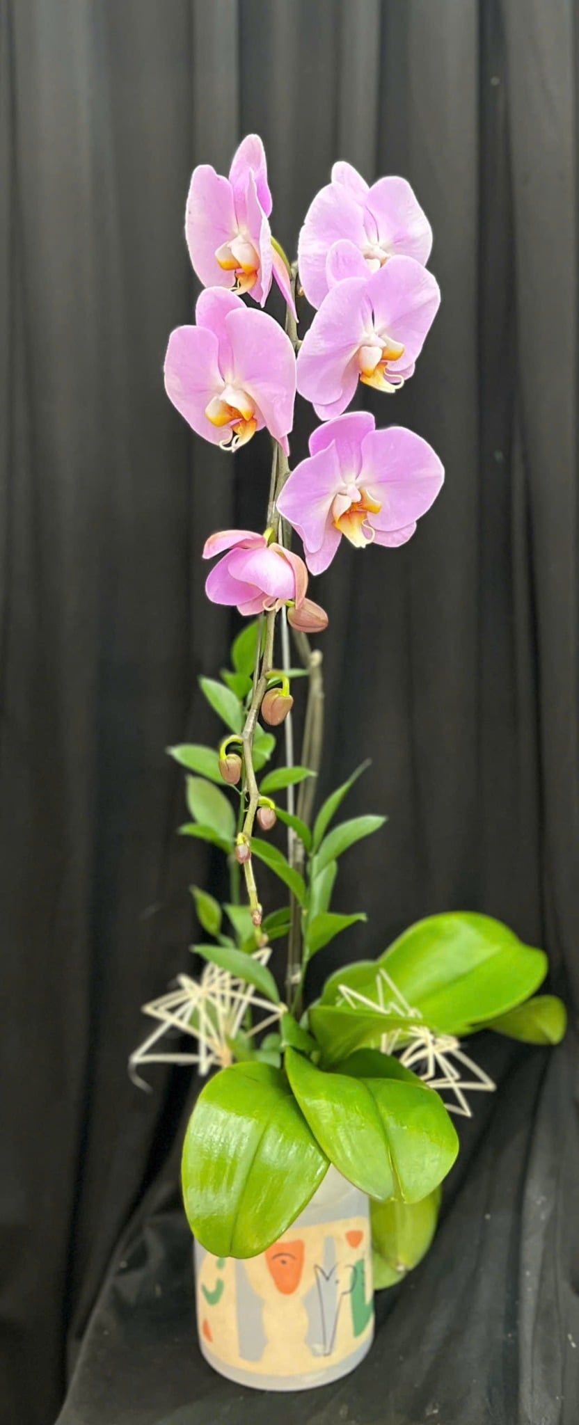  Chậu Lan Hồ Điệp Thiên Phúc Orchid - LHD109 