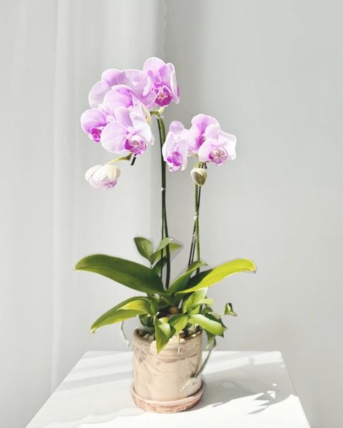 Chậu Lan Hồ Điệp Tím Nhẹ Thanh Khiết - LHD106