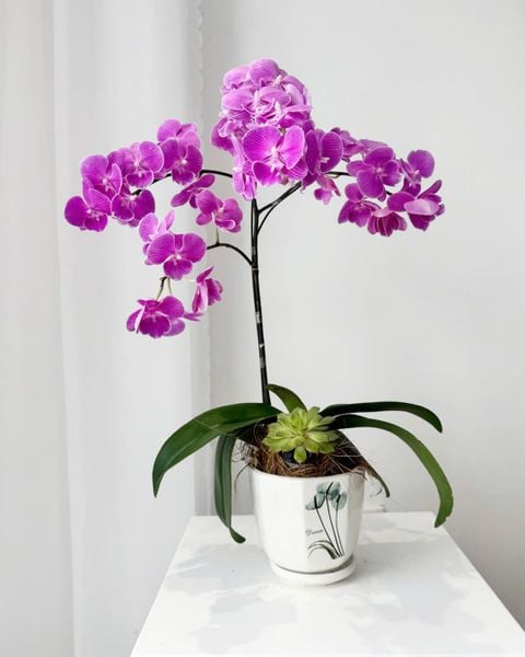 Chậu Lan Hồ Điệp Tím Kiêu Sa - LHD103