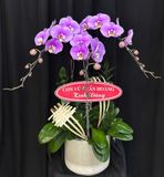  Chậu Lan Hồ Điệp Tử Ngọc An Nhiên - LHD05 