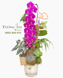  Chậu Lan Hồ Điệp Tím Ngọc Trường An - LHD143 
