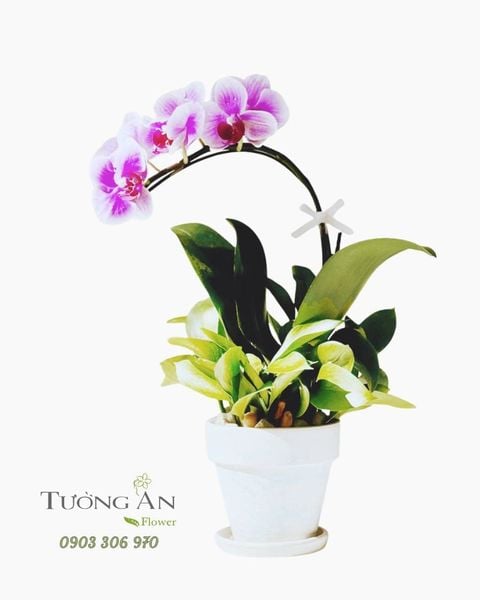 Chậu Lan Hồ Điệp Nắng Tím An Nhiên - LHD105