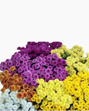  Hoa Cúc Calimero - HCC23 