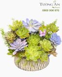  Chậu Sen Đá Góc Bình Yên - SD10 