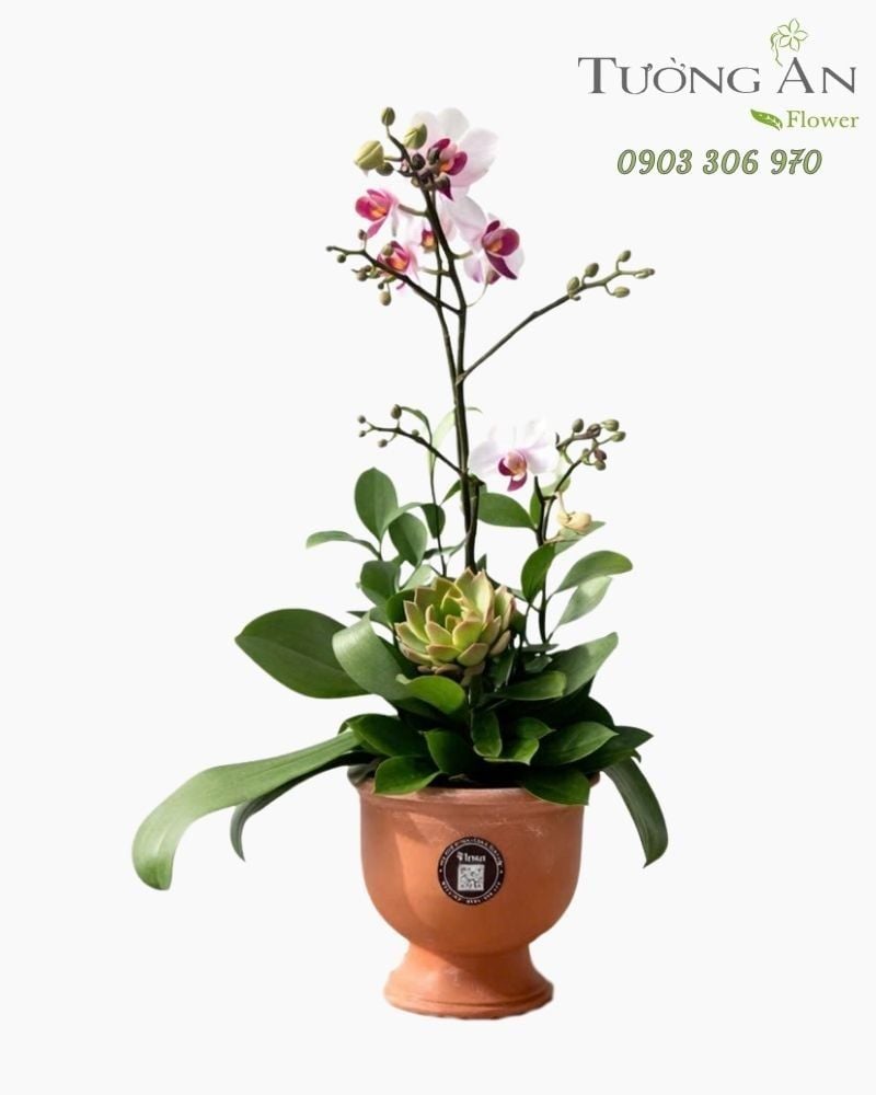  Chậu Lan Hồ Điệp Lan Xuân Thanh Khiết - LHD120 