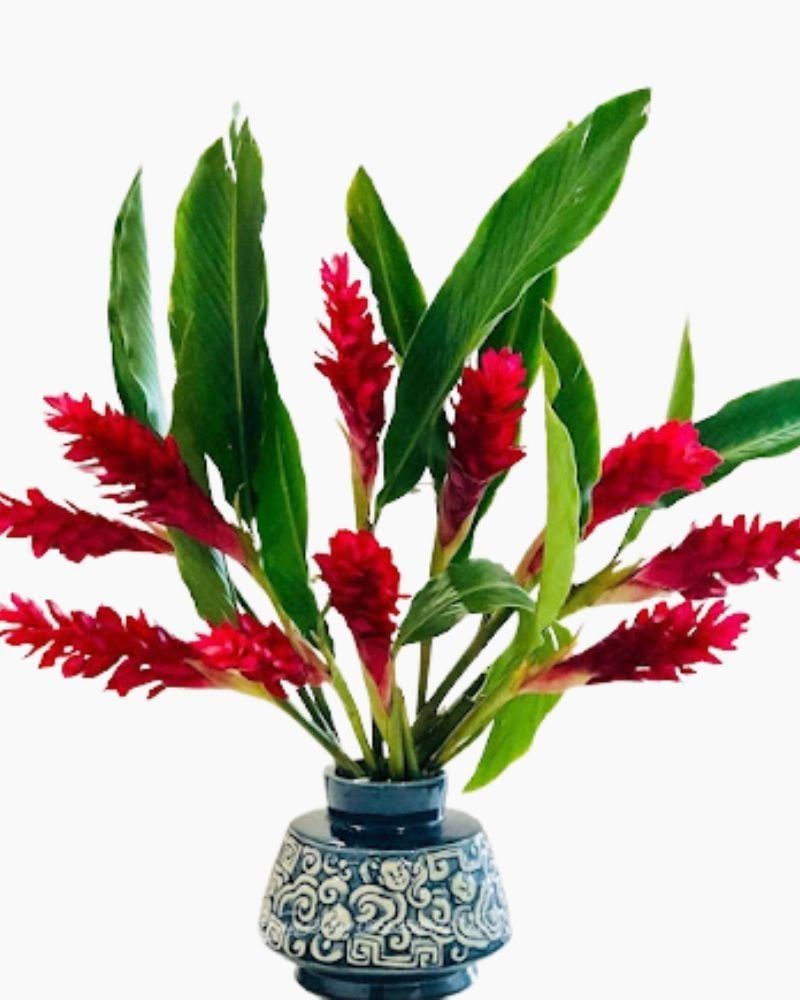  Hoa Hạnh Phúc (Hoa Riềng Đỏ) - HCC20 