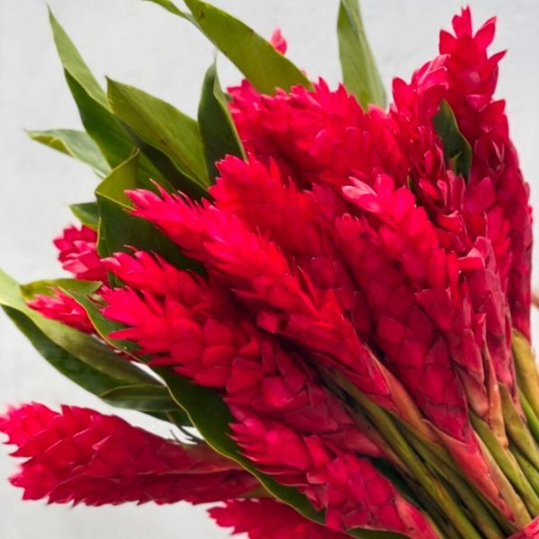 Hoa Hạnh Phúc (Hoa Riềng Đỏ) - HCC20