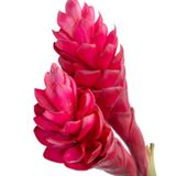  Hoa Hạnh Phúc (Hoa Riềng Đỏ) - HCC20 