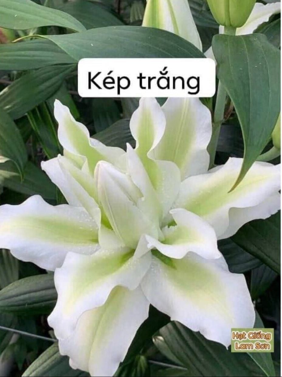  Hoa Ly Kép - HCC08 