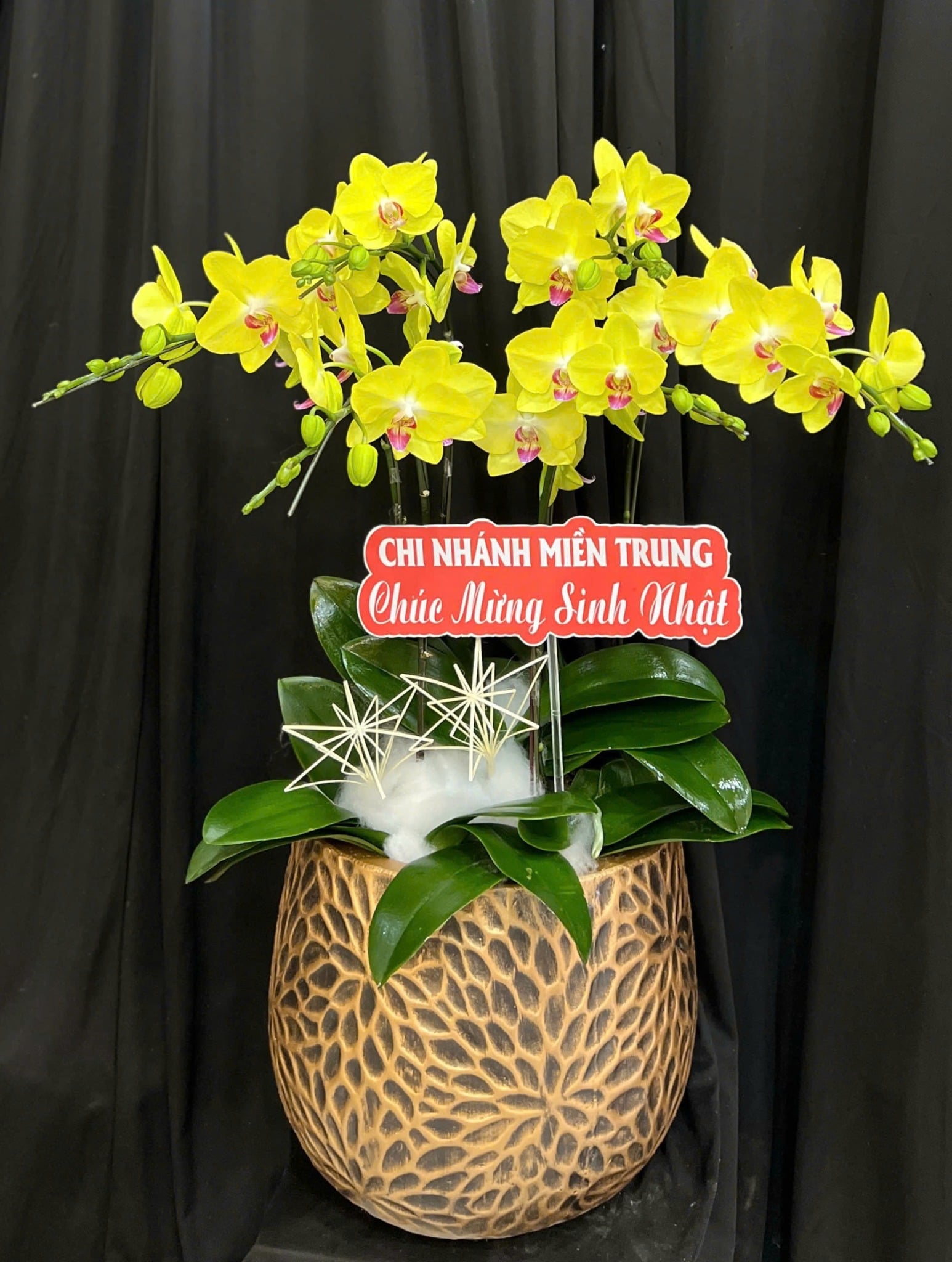  Chậu Lan Hồ Điệp Ánh Dương Cát Tường - LHD110 