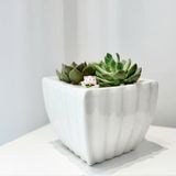  Chậu Sen Đá Ngọc Bình An - SD01 
