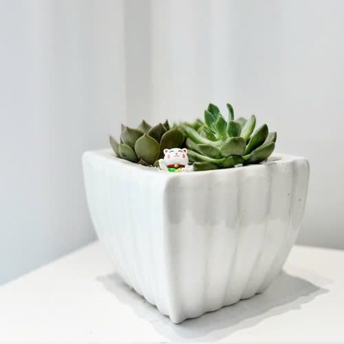 Chậu Sen Đá Ngọc Bình An - SD01