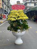  Chậu Lan Hồ Điệp Hoàng Kim Phú Quý - LHD21 