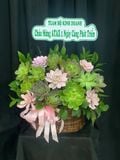  Chậu Sen Đá Xuân Xanh Viên Mãn - SD20 
