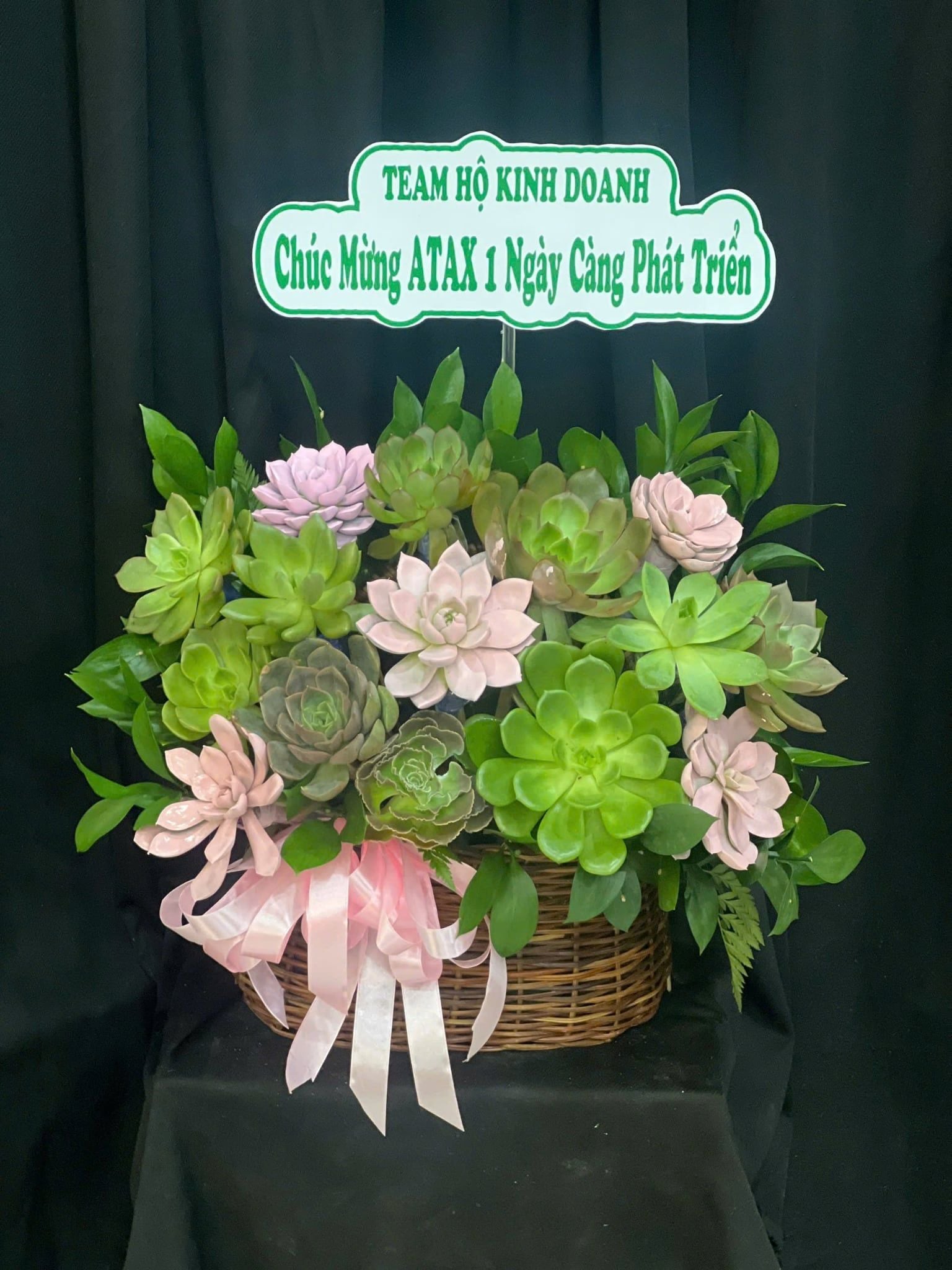  Chậu Sen Đá Xuân Xanh Viên Mãn - SD20 