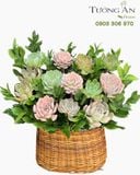  Chậu Sen Đá Khu Vườn Pastel - SD09 