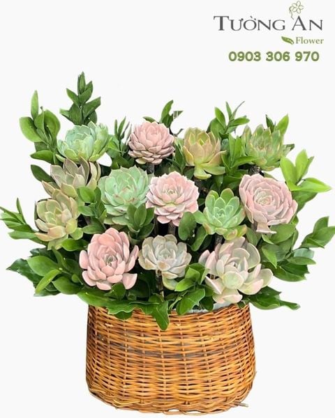 Chậu Sen Đá Khu Vườn Pastel - SD09