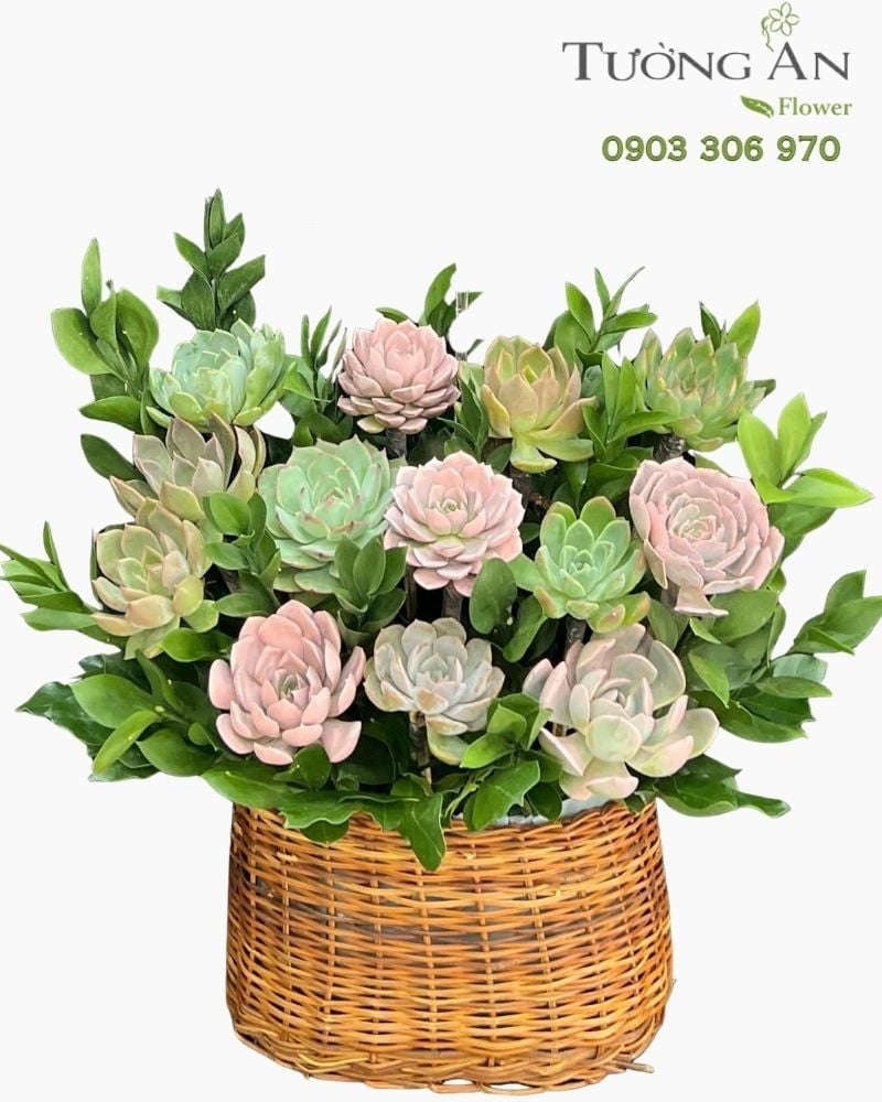  Chậu Sen Đá Khu Vườn Pastel - SD09 