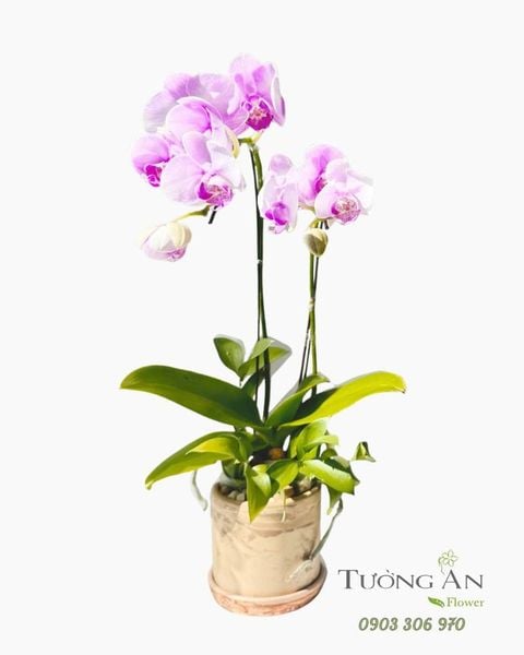 Chậu Lan Hồ Điệp Tím Nhẹ Thanh Khiết - LHD106