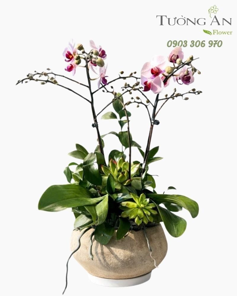  Chậu Lan Hồ Điệp Lan Song Hỷ Nhẹ Nhàng - LHD121 