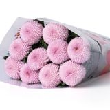  Hoa Cúc Ping Pong - HCC21 