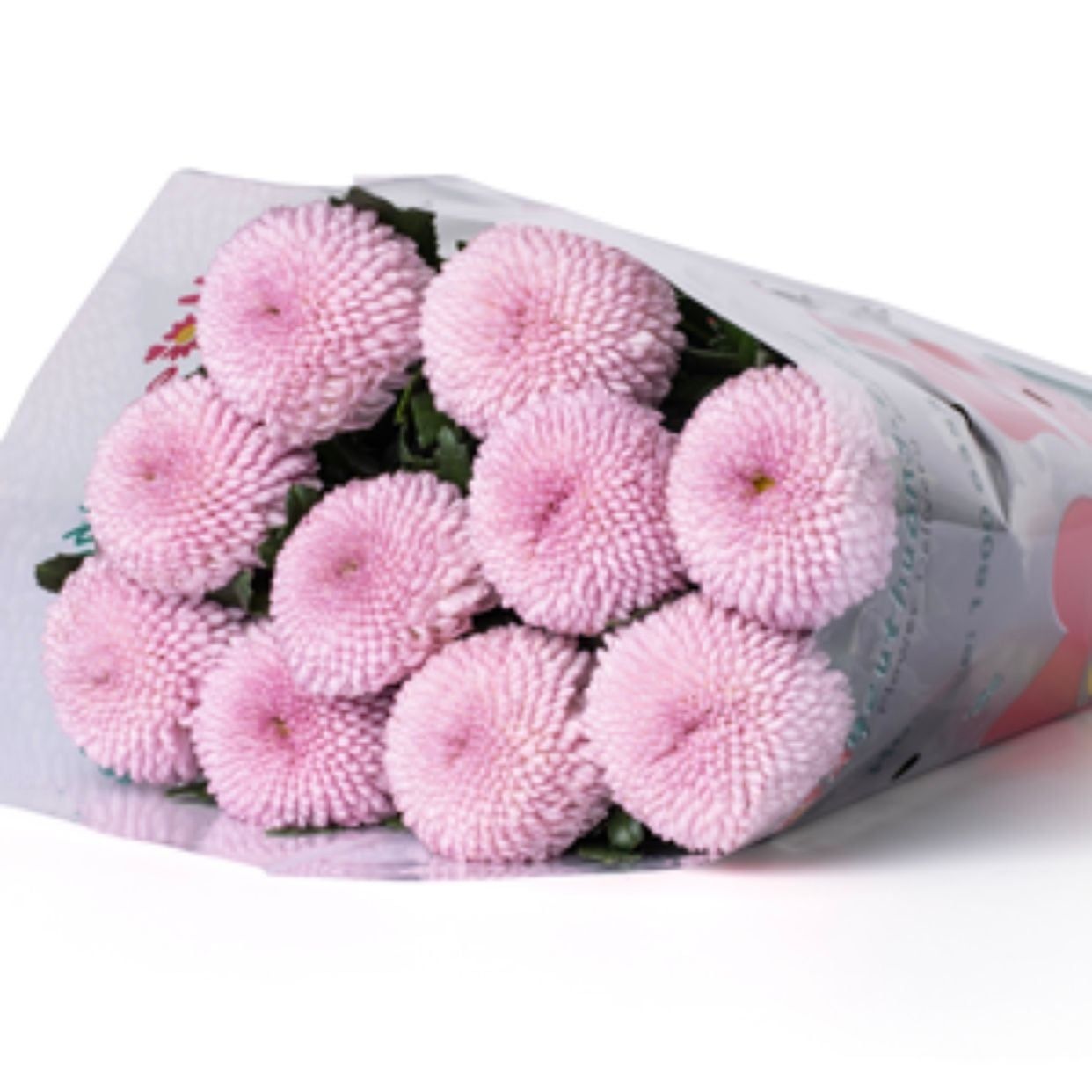  Hoa Cúc Ping Pong - HCC21 