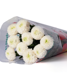  Hoa Cúc Ping Pong - HCC21 