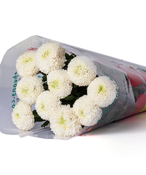  Hoa Cúc Ping Pong - HCC21 