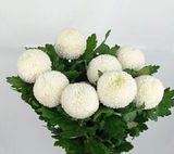  Hoa Cúc Ping Pong - HCC21 