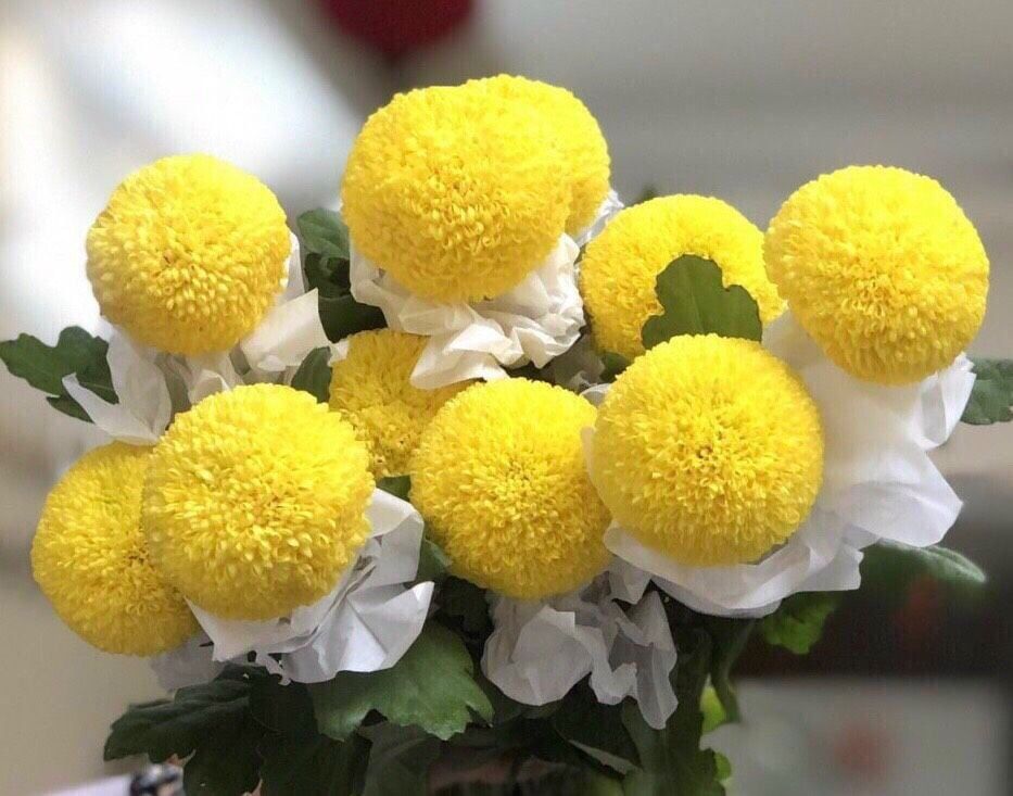  Hoa Cúc Ping Pong - HCC21 