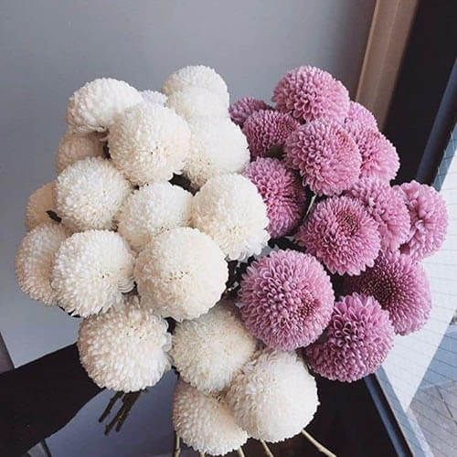  Hoa Cúc Ping Pong - HCC21 