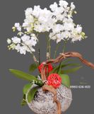  Chậu Lan Hồ Điệp Ánh Sáng Tương Lai - S657 