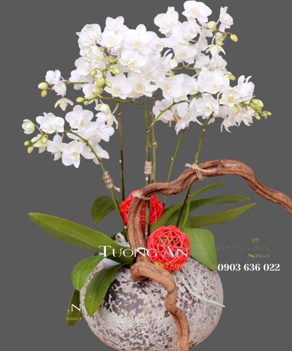  Chậu Lan Hồ Điệp Ánh Sáng Tương Lai - S657 