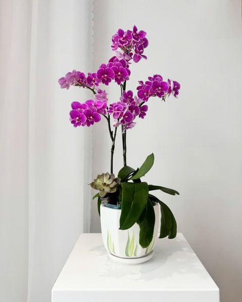 Chậu Lan Hồ Điệp Phú Quý Thanh Hoa - LHD107