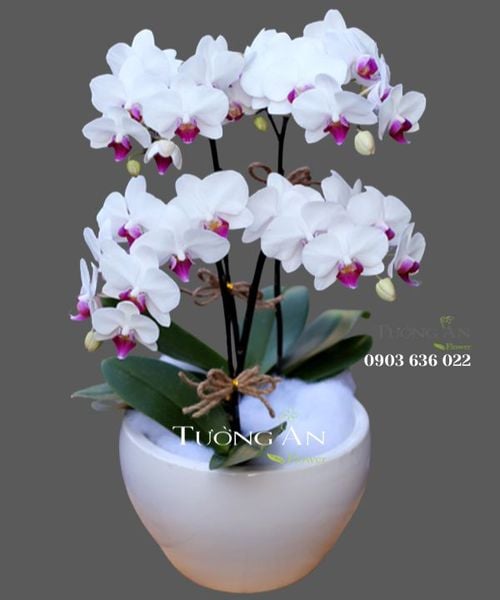 chau-hoa-lan-be-xinh-s658