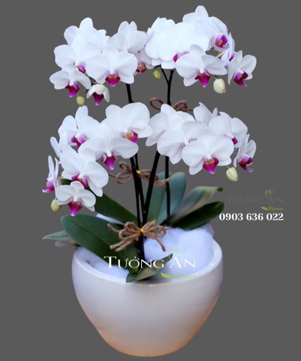  Chậu Hoa Lan Bé Xinh - S658 