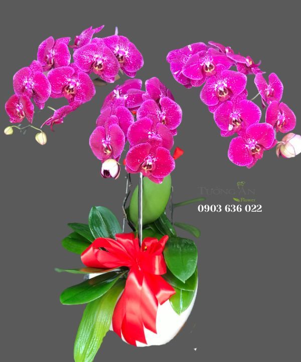  Chậu Lan Hồ Điệp Bình An - S802 